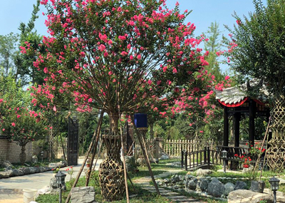西部(温江)云上花木节·云访谈专场5 新媒体与新苗木种植的共荣之道