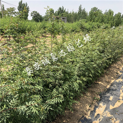 大红袍花椒苗与九叶青花椒苗 基地直供与种植指南