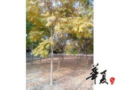 无患子优质苗木供应，荣沁合作社助您打造绿色家园