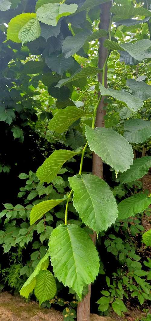 榆中森茂彩叶苗木种植专业合作社苗圃