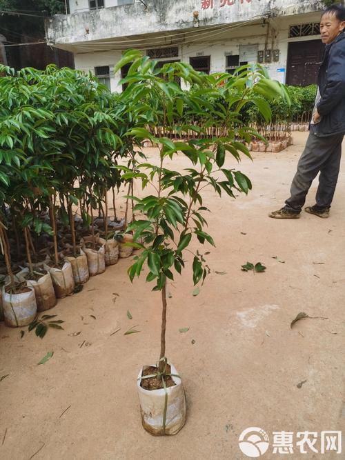 桂味荔枝树苗简介图片种植技术