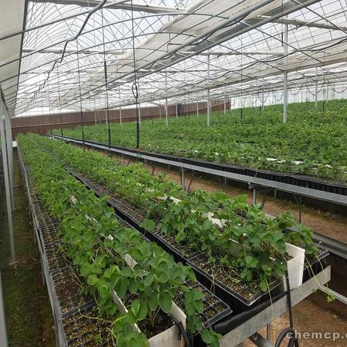 资讯:安徽淮北苹果树苗批发商
