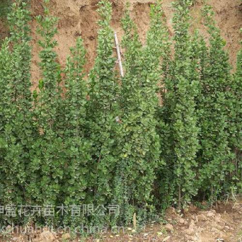 坤盛苗木基地种植的工厂绿化苗木类:品种月季,藤本月季,月季树,蔷薇