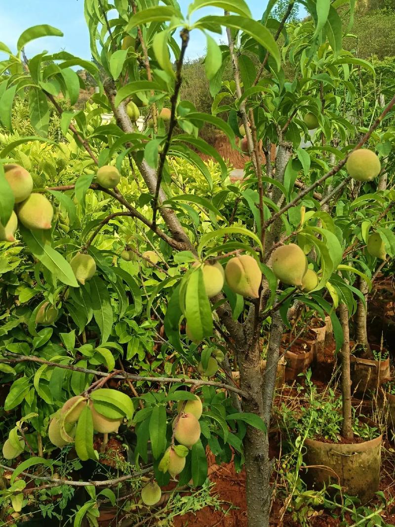 感谢老顾客的照顾已支持#苗木种植基地 #生活不辜负每一个勤奋努力的