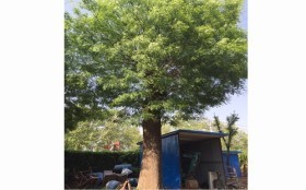 禹州柳树小苗种植基地--林源苗木