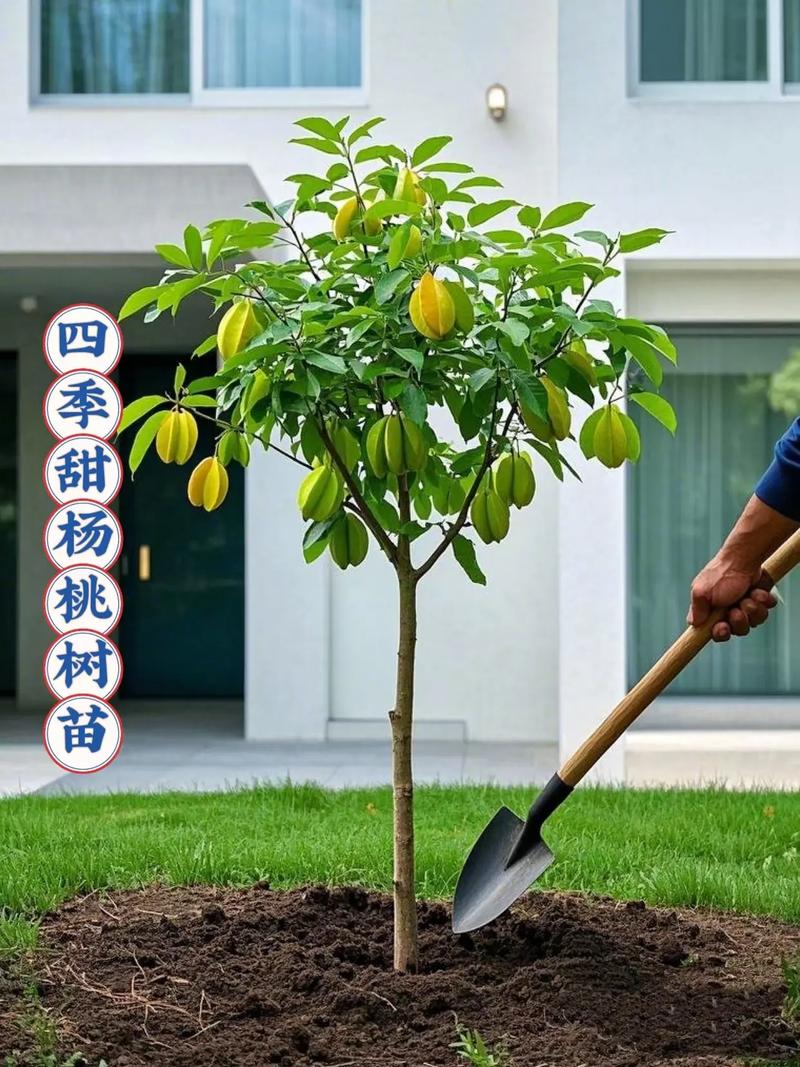 优质农产品 #果树苗基地供应 #杨桃树苗 #果树种植#超 - 抖音