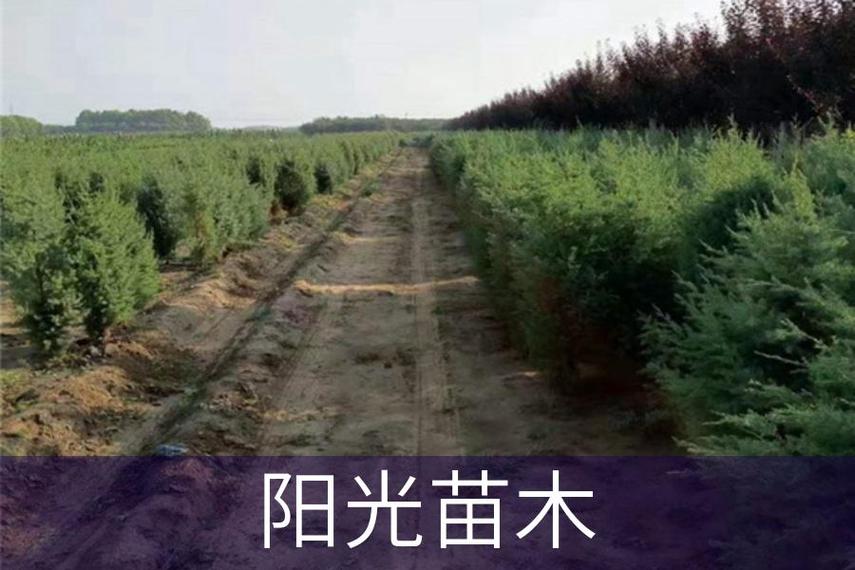 兰州小叶黄杨厂家栽培技术 阳光苗木