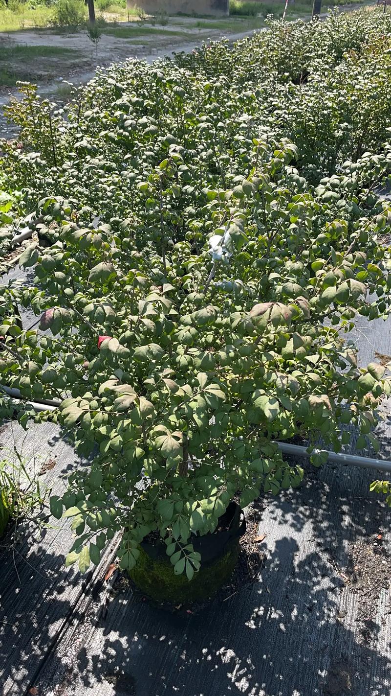 苗木种植基地 #园林绿化工程苗木人 #现场实拍 ,传说中, - 抖音