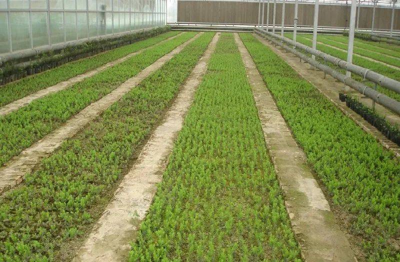 黑格斯曼地亚红豆杉?幼苗栽植密度及移栽前的苗木处理?_方面