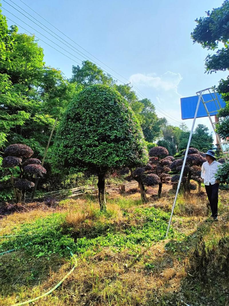 罗木石楠柱子与造型罗汉松 苗木种植基地的造型艺术与市场前景
