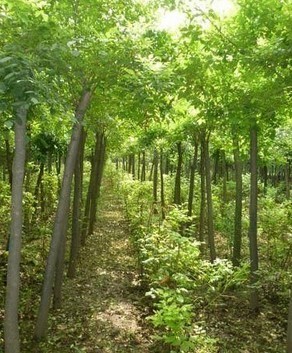 白蜡2-爱格苗木种植销售 产品展示(山东白蜡、山东国槐、山东速生柳)-金泉网