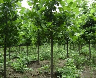 绿化苗木法桐树苗种植基地,苗木造景
