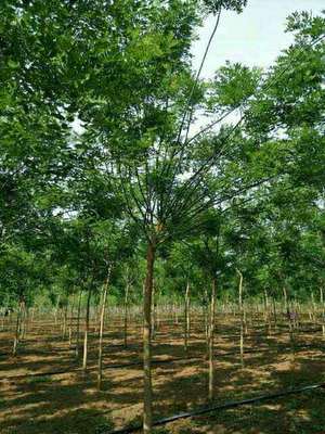 种苗培育至今10-12公分品质国槐待嫁-邳州市好多树苗木种植专业合作社