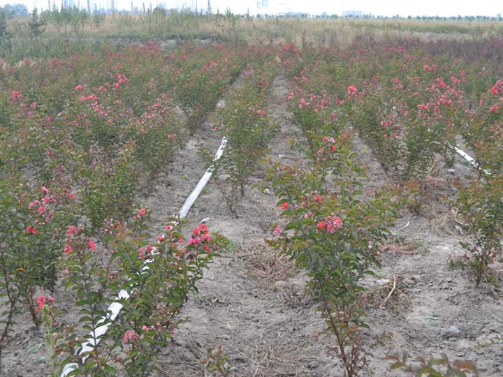 最新供应_兴茂源苗木粮合作社